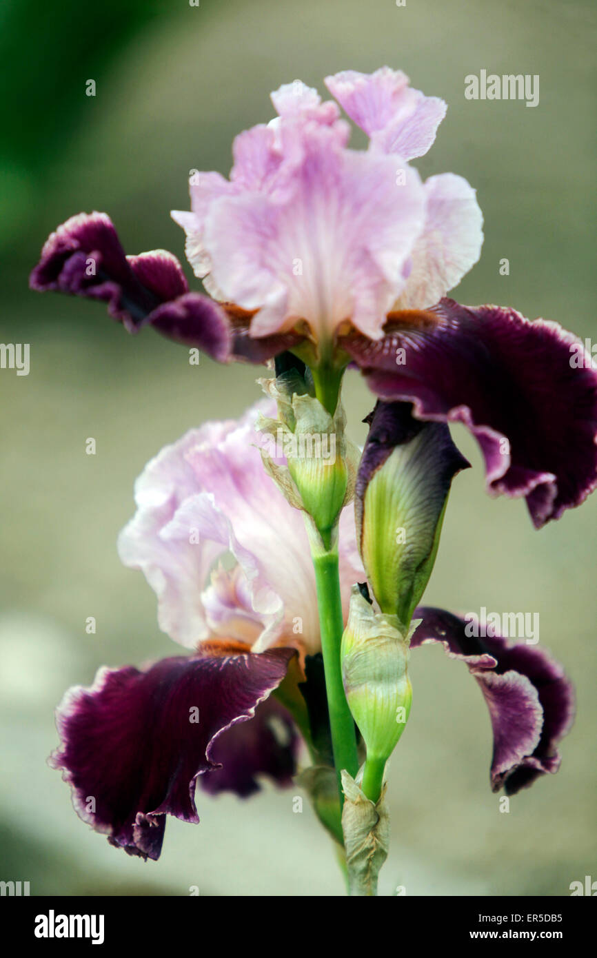 Tall bärtig, Iris Barbata Elatior Stockfoto
