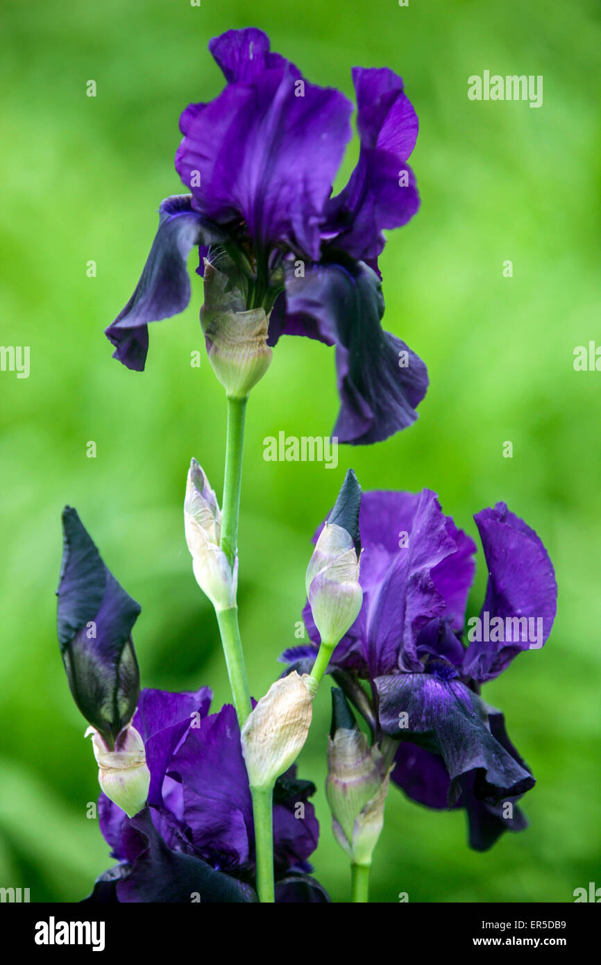 Hohe bärtige Iris Blume blau Barbata Elatior „After Dark“ Stockfoto