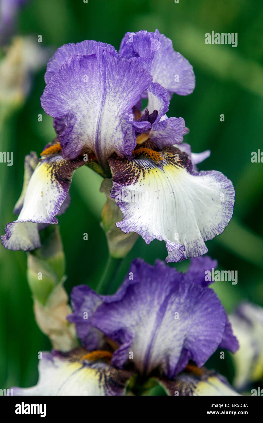 Hohe bärtigen, Iris lanceolata Elatiorbegonie Erdbeere 'Unterwegs', Iris Blume blau Stockfoto