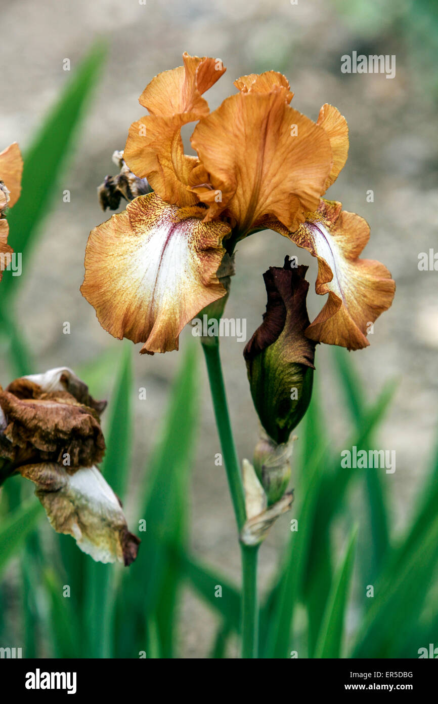 Orange Iris lanceolata Elatiorbegonie Erdbeere ist unbeleuchtet' Stockfoto