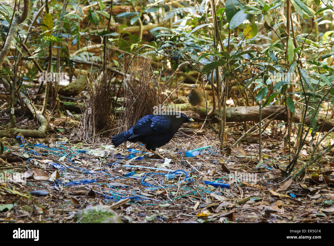 Männliche Satin Laubenvogel Reillys Rainforest Retreat Stockfoto