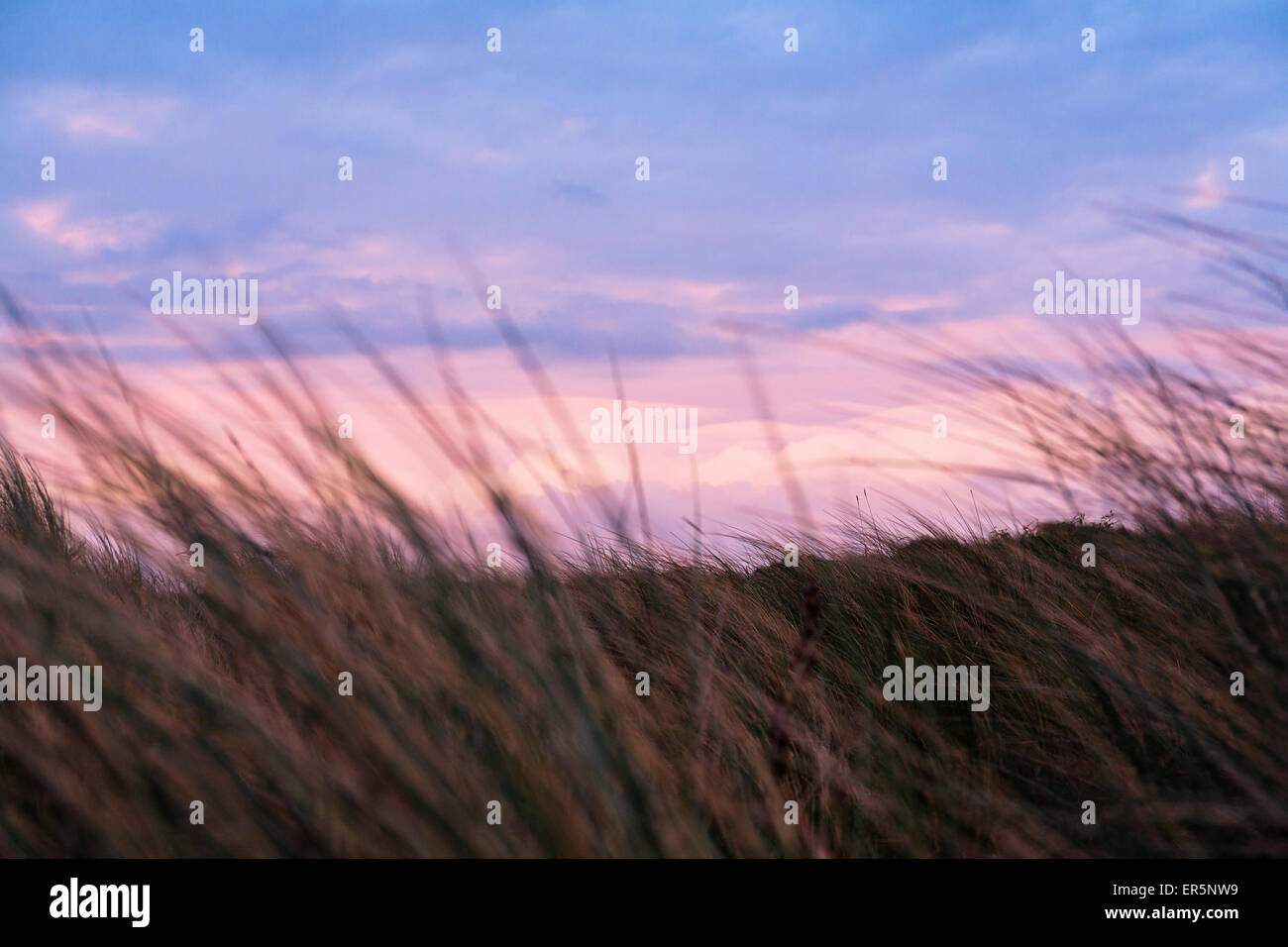 Grass in den Dünen bei Sonnenuntergang, Strand, Insel Langeoog, Nordsee, Ostfriesischen Inseln, Ostfriesland, Niedersachsen, Deutschland, Europa Stockfoto