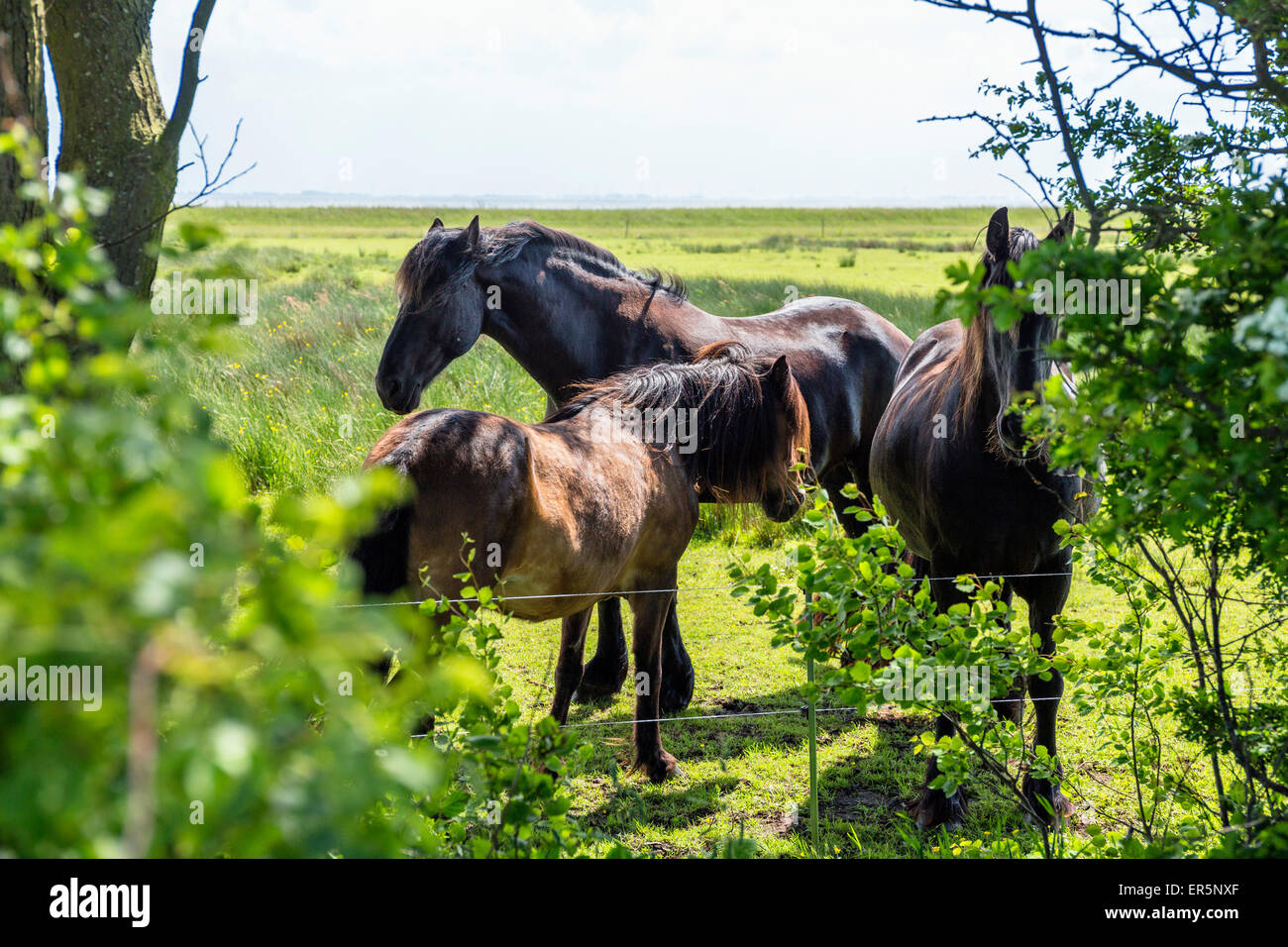 Pferde auf einer Koppel, Insel Langeoog, Nordsee, Ostfriesischen Inseln, Ostfriesland, Niedersachsen, Deutschland, Europa Stockfoto