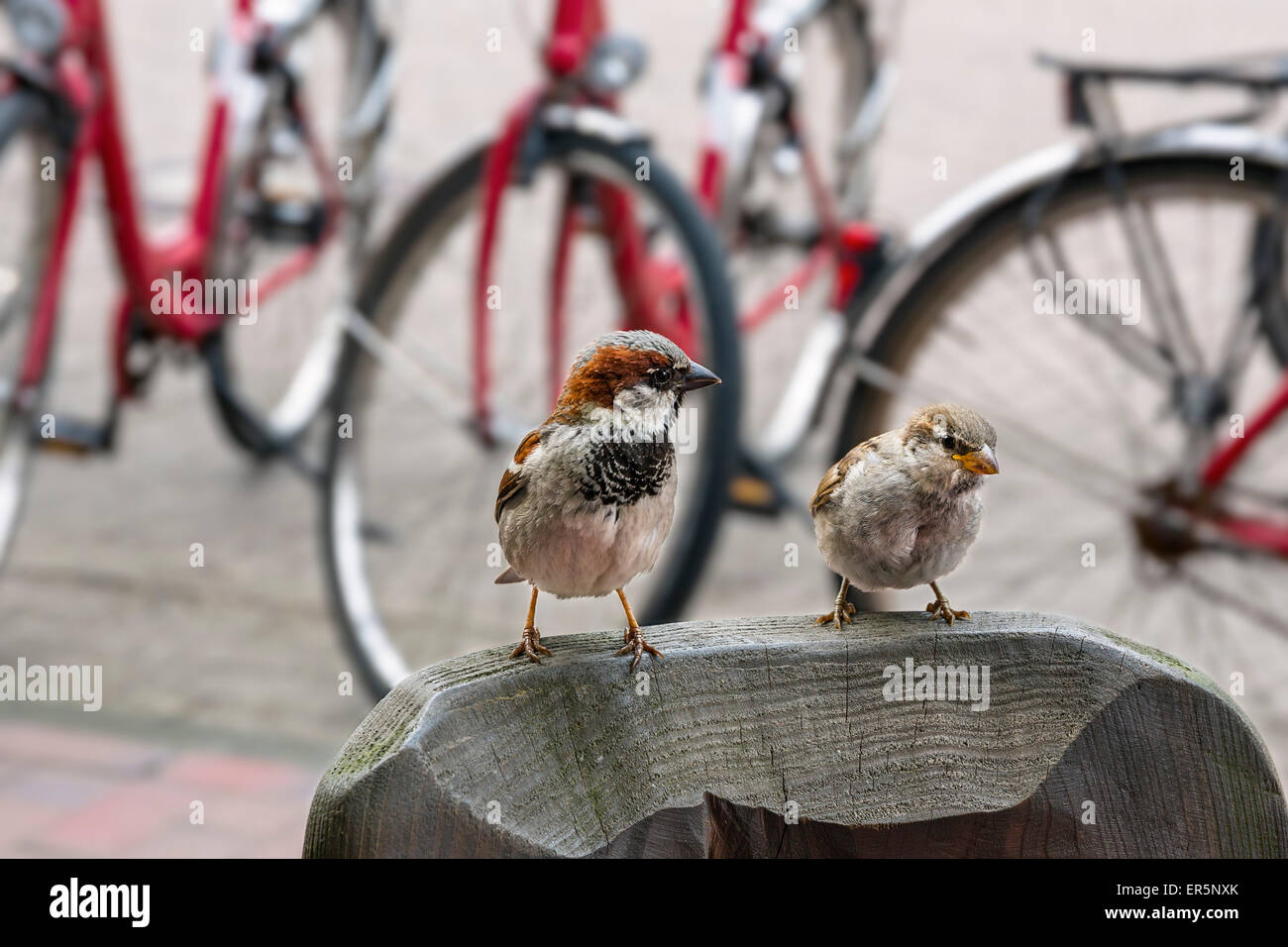 Paar Haussperlinge, Passer Domesticus, Insel Langeoog, Nordsee, Ostfriesischen Inseln, Ostfriesland, Niedersachsen, Deutschland, Stockfoto