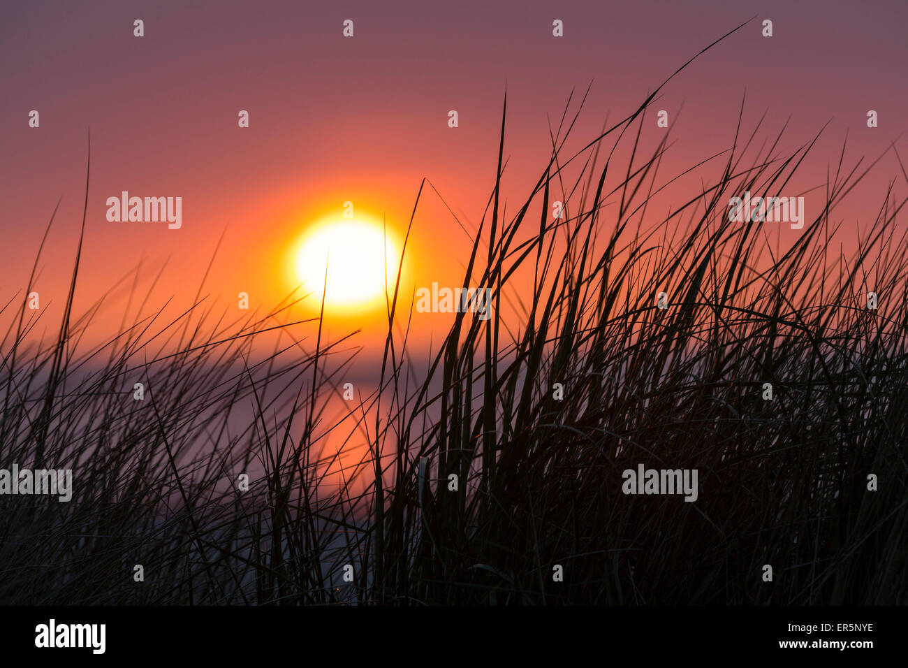 Grass in den Dünen bei Sonnenuntergang, Strand, Insel Langeoog, Nordsee, Europ, Ostfriesischen Inseln, Ostfriesland, Niedersachsen, Deutschland Stockfoto