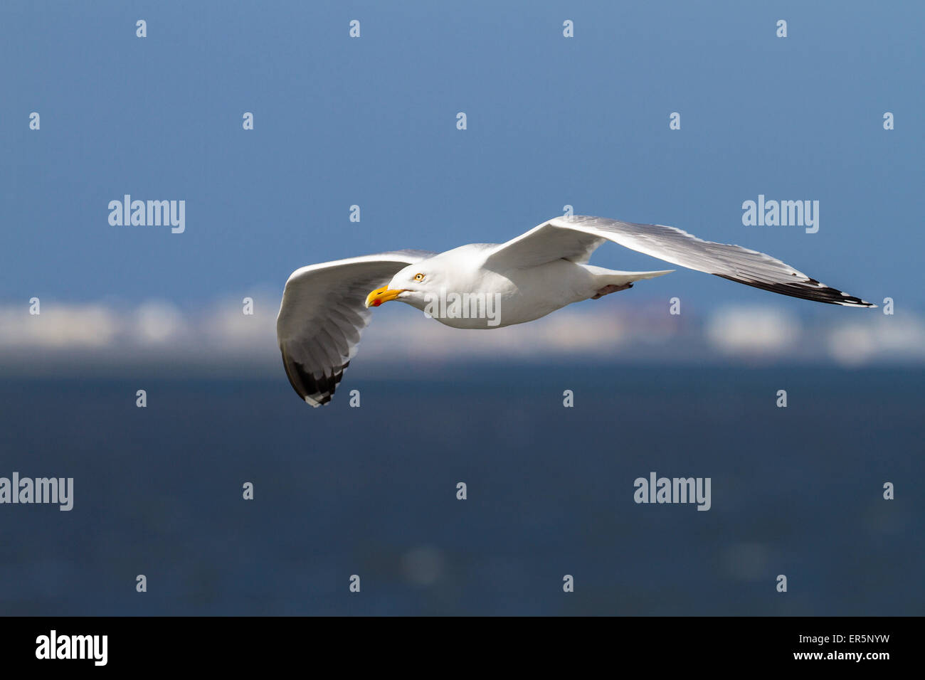 Silbermöwe im Flug, Larus Argentatus, Nordsee, Deutschland Stockfoto