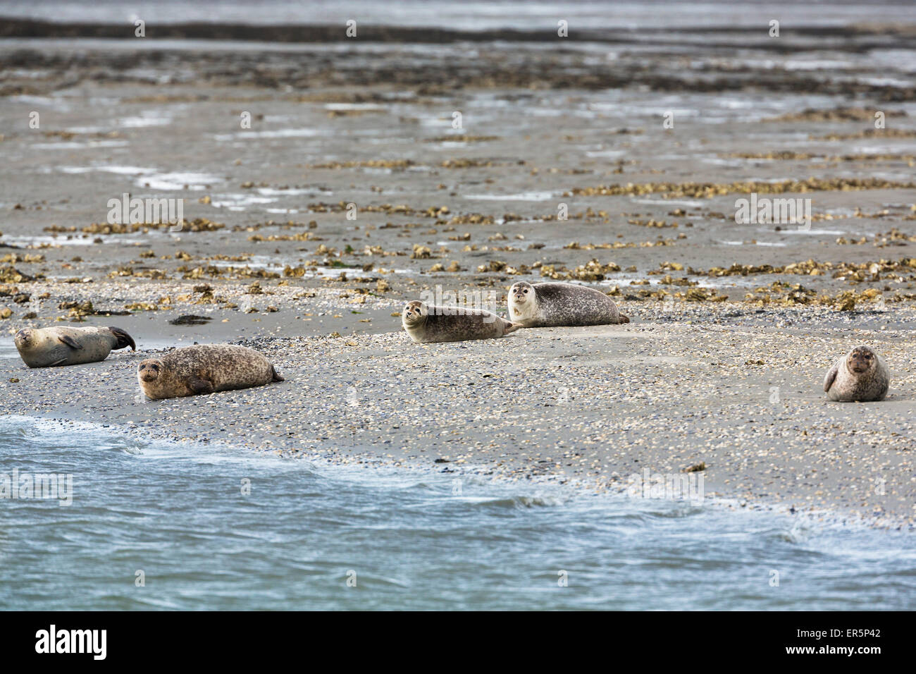 Seehunde auf einer Sandbank, Phoca Vitulina, Eastfriesian Inseln, Nationalparks, UNESCO-Weltkulturerbe, Nordsee, Stockfoto