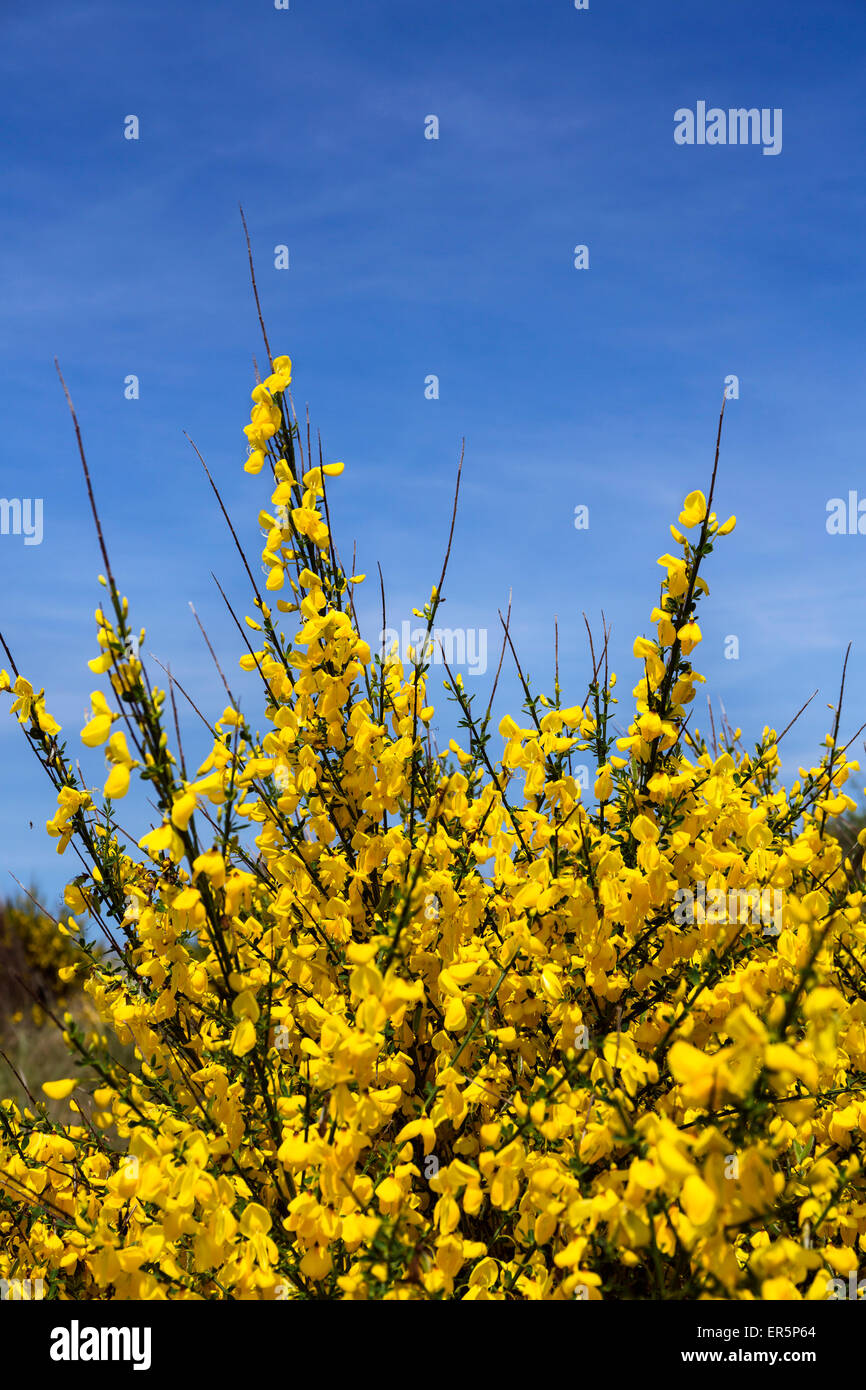 Besen, Cytisus Scoparius, Insel Juist, Nationalpark, Nordsee, Ostfriesischen Inseln, Ostfriesland, Niedersachsen, Deutschland, Europ Stockfoto