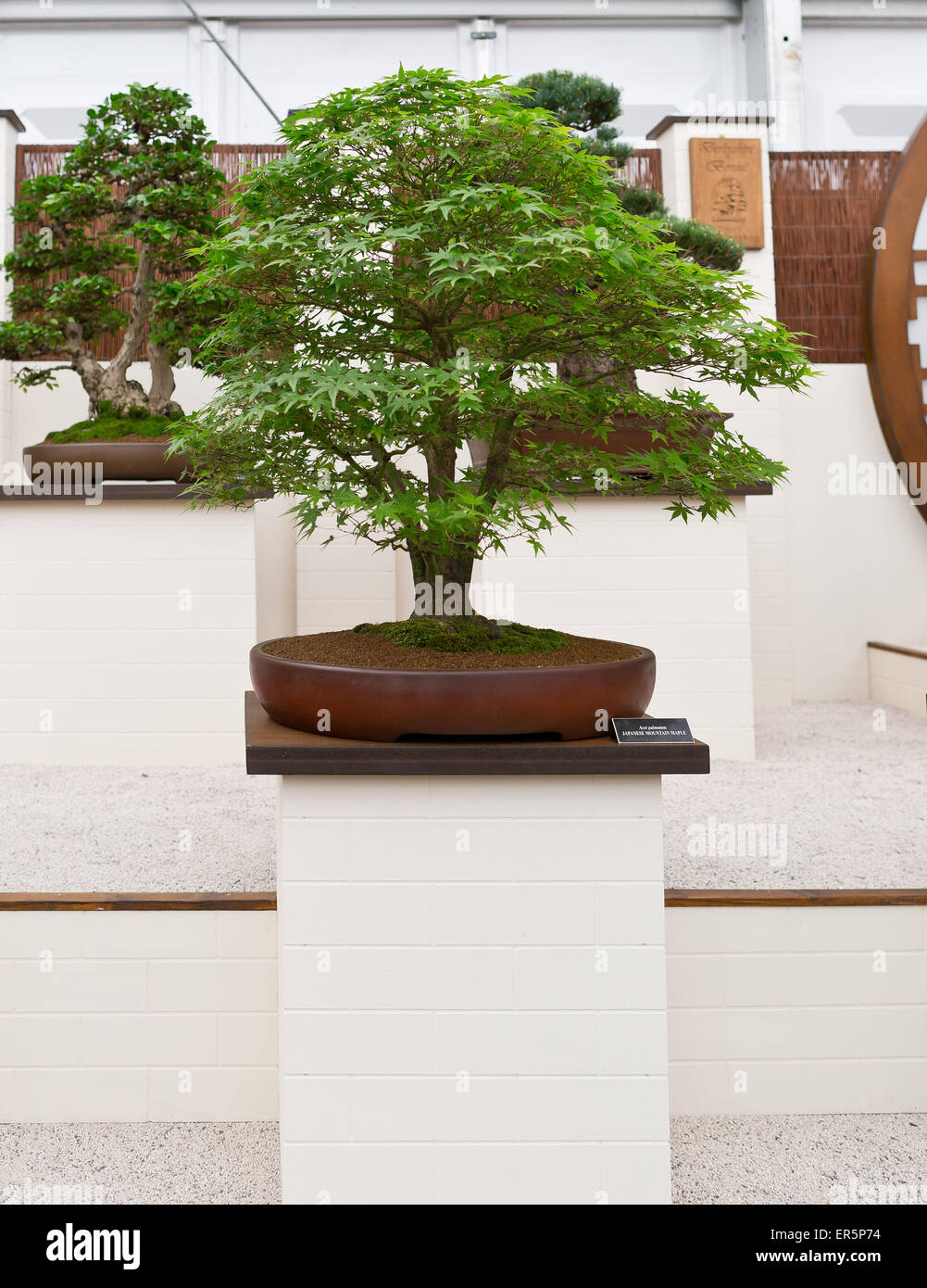 BonsaiBaumDarstellung auf dem großen Pavillon auf der RHS Chelsea Flower Show 2015