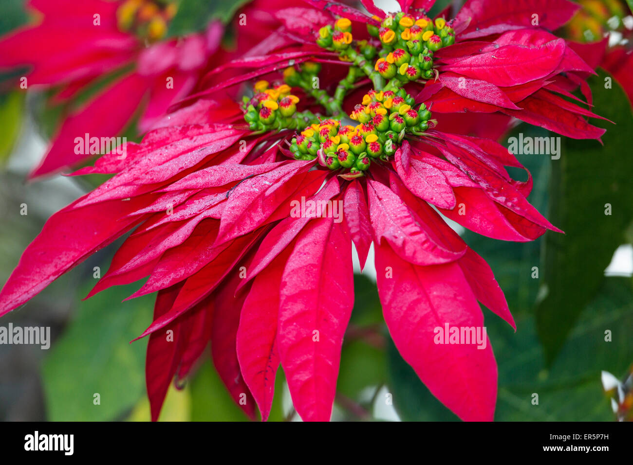 Weihnachtsstern, Mexican Flame Tree, Euphorbia Pulcherrima, Madagaskar,  Afrika Stockfotografie - Alamy
