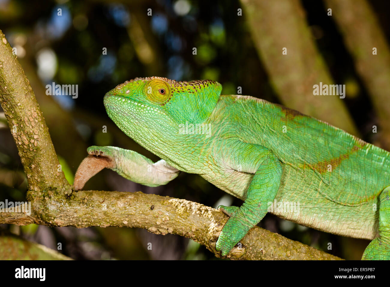 Parsons Chamäleon, Weiblich, Calumma Parsonii, Perinet, Madagaskar, Afrika Stockfoto