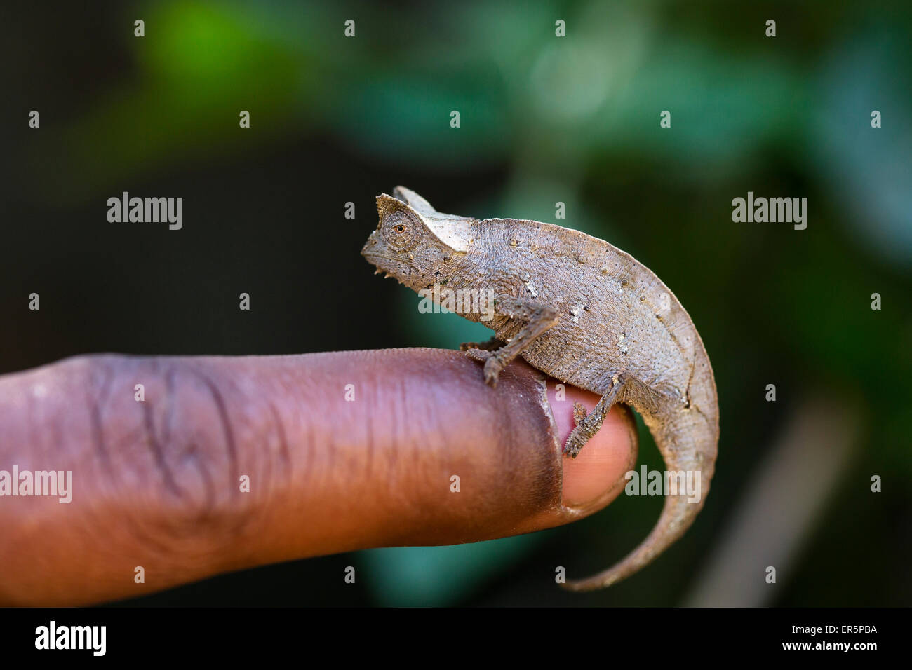 Winzige braune Blatt Chamäleon auf einen Finger, Brookesia Superciliaris, Regenwald, Madagaskar, Afrika, in Gefangenschaft Stockfoto