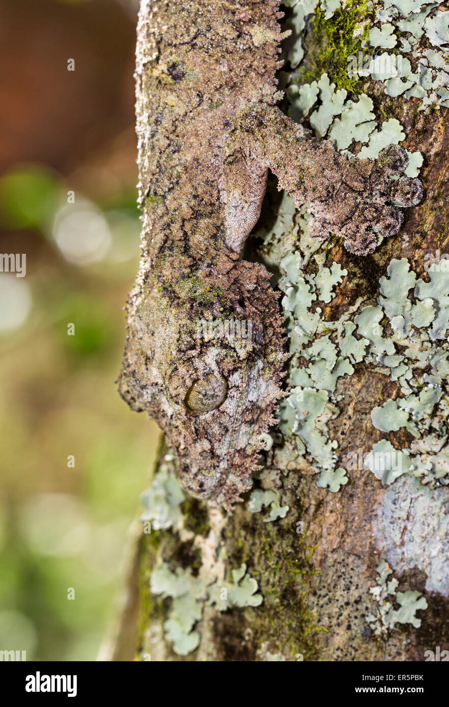 Moosigen Blatt-tailed Gecko, Camoflaged auf der Rinde eines Baumes, Uroplatus Sikorae, Andasibe, Madagaskar, Afrika, gefangen Stockfoto
