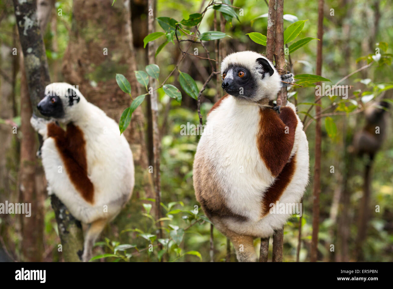 Coquerel Sifakas, Propithecus Coquereli, Ampijoroa Reserve, Madagaskar, Afrika Stockfoto
