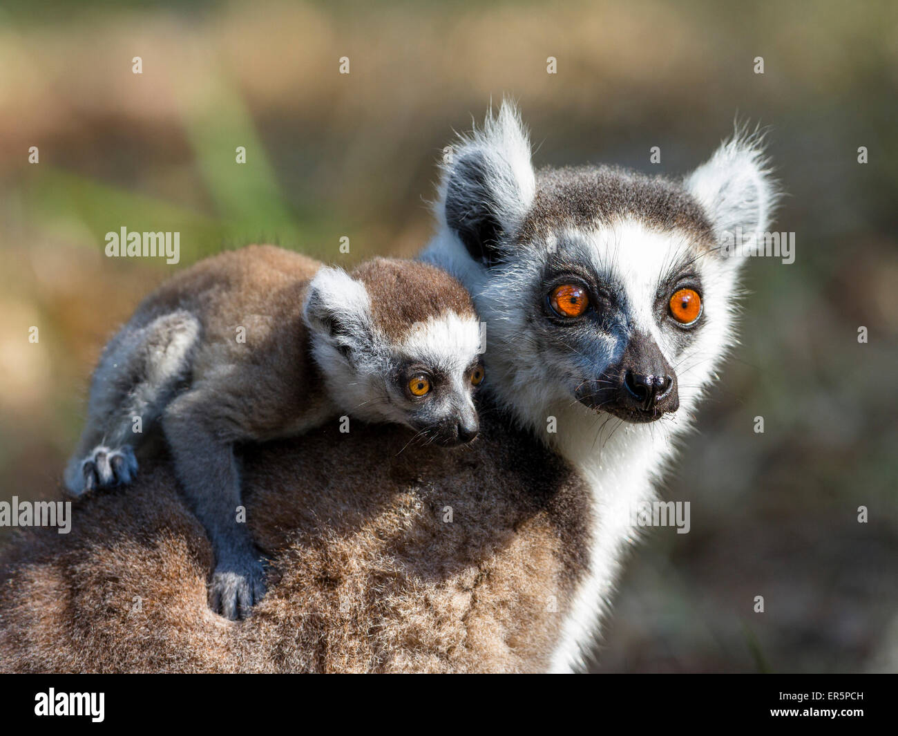 Ringtailed Lemur mit Baby, Lemur Catta, Nahampoana Reserve, Süd-Madagaskar, Madagaskar, Afrika Stockfoto