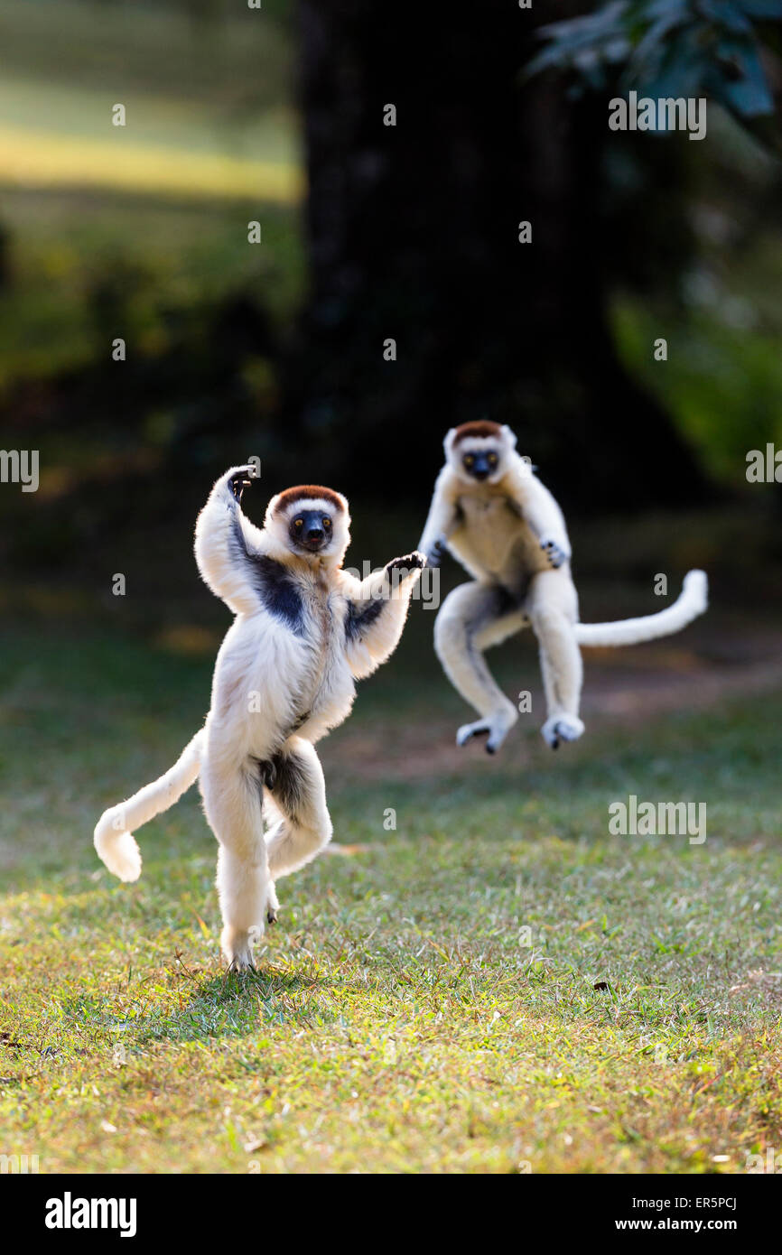 Verreaux Sifakas hüpfen und springen, Propithecus Verreauxi Nahampoana Reserve, Süd-Madagaskar, Afrika Stockfoto