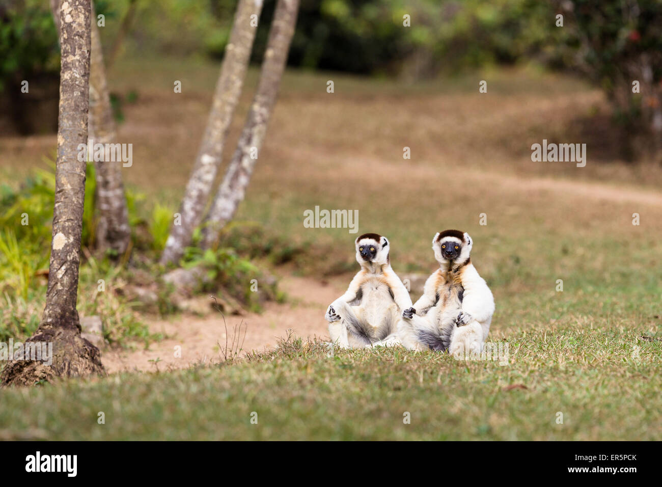 Verreaux Sifakas, Propithecus Verreauxi, Nahampoana Reserve, Süd-Madagaskar, Afrika Stockfoto
