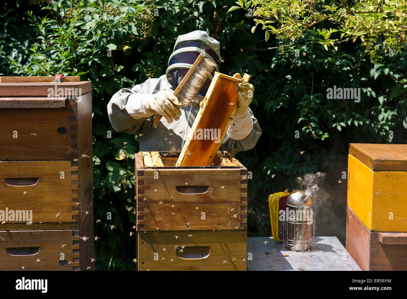 Imker mit Smoker auf hölzernen Bienenstöcke, Freiburg Im Breisgau, Schwarzwald, Baden-Württemberg, Deutschland Stockfoto