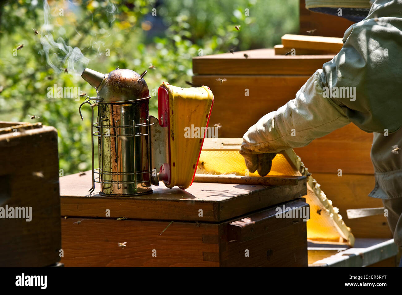 Imker mit Smoker auf hölzernen Bienenstöcke, Freiburg Im Breisgau, Schwarzwald, Baden-Württemberg, Deutschland Stockfoto