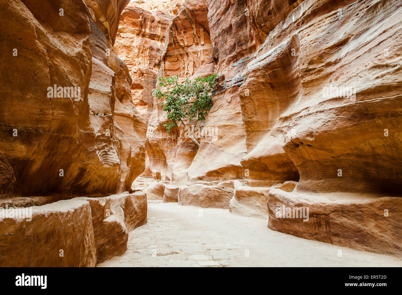 Der Siq, Petra, Wadi Musa, Jordanien, Naher Osten Stockfoto