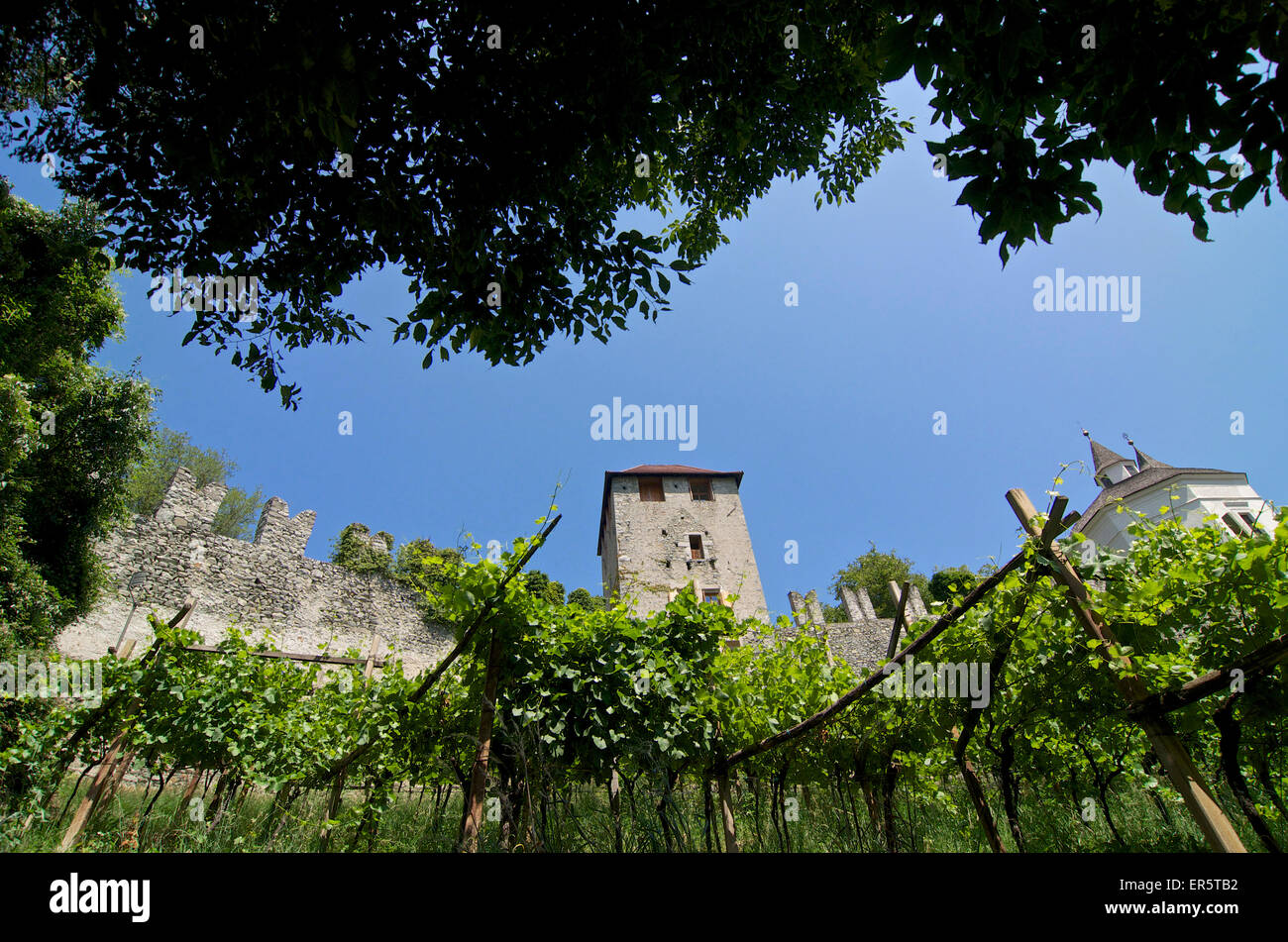 Mauern der Festung von Branzoli über Chiusa Klausen und Reben, Val Di´Isarco, Dolomiten, Südtirol, Südtirol, Oberitalien Stockfoto