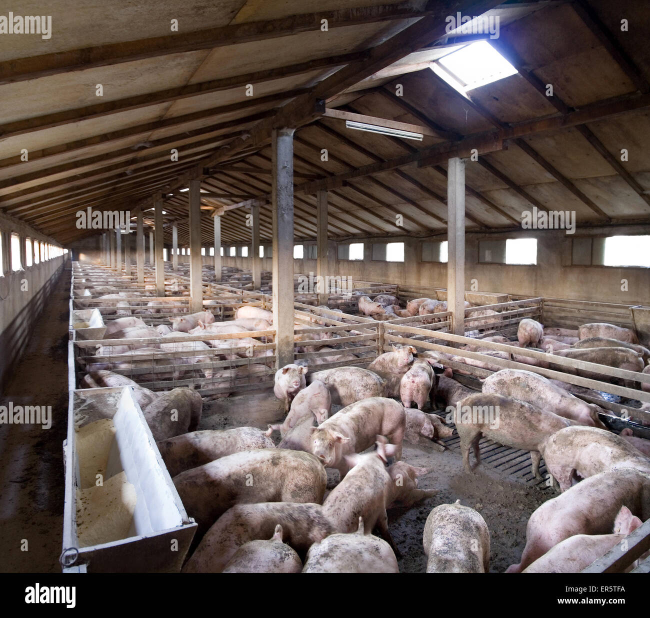 Verschwinden Sie Blick auf Inside Of Big Schwein Zuchtfarm Stockfoto