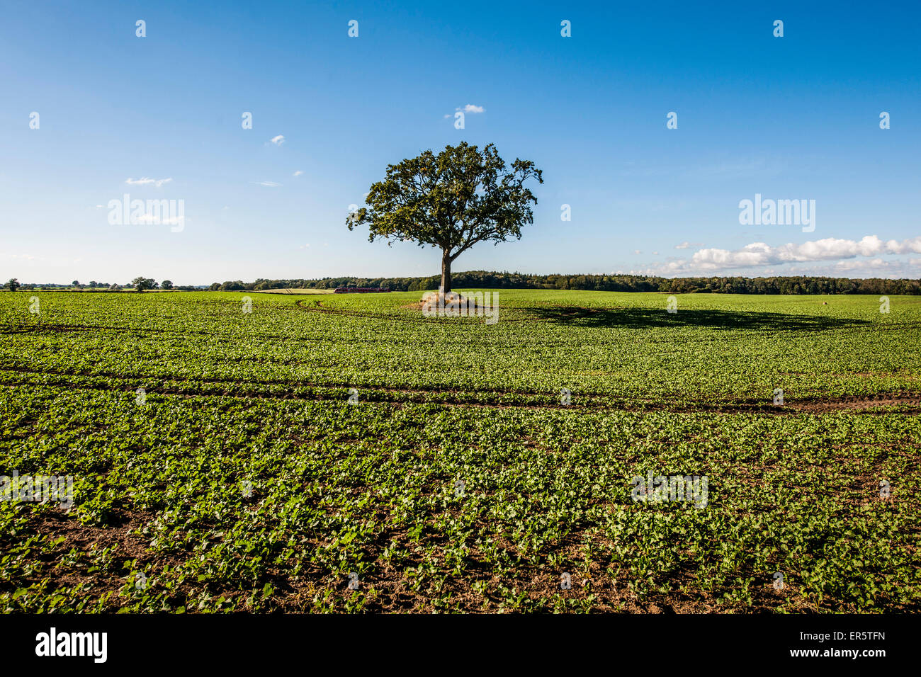 Einzigen Baum in einem Feld, Rieseby, Schleswig-Holstein, Deutschland Stockfoto
