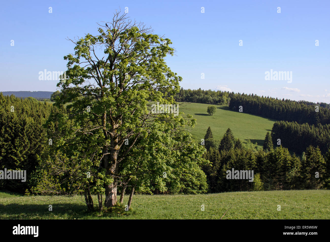 Landschaft in der Nähe von Sankt Andreasberg, Harz, Niedersachsen, Deutschland, Europa Stockfoto