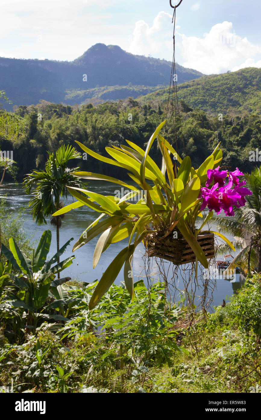 Orchidee im Erawan Nationalpark, Kanchanaburi, Provinz Kanchanaburi, Thailand, Asien Stockfoto