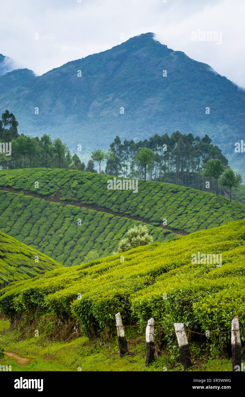 Teeplantage in der bergigen Gegend in der Nähe von Munnar, Kerala, Indien Stockfoto