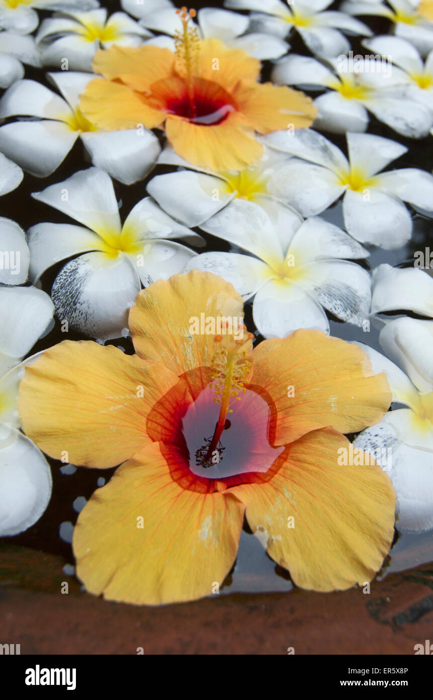 Blumen in einem Tontopf Ranweli Holiday Village Resort, Waikkal neben Negombo, Sri Lanka Stockfoto