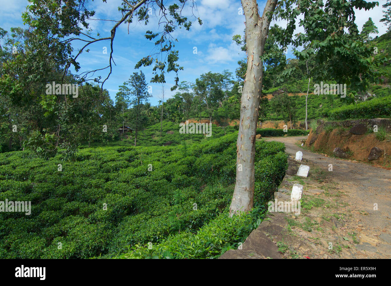 Schlechte Straße obwohl eine Tee-Garten auf dem Weg zum Sinharaja Forest Reserve Lodge in den Bergen Sinharaja, Sri Lanka Süd Stockfoto