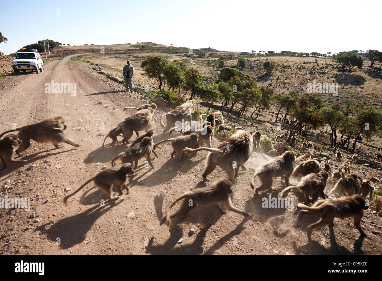 Gruppe von Geladas vorbei Straße, Simien Mountains Nationalpark, Amhara Region, Äthiopien Stockfoto