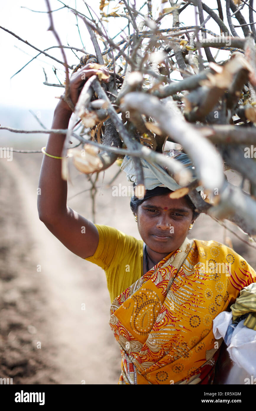 Frau mit Brennholz, Kabini, Karnataka, Indien Stockfoto
