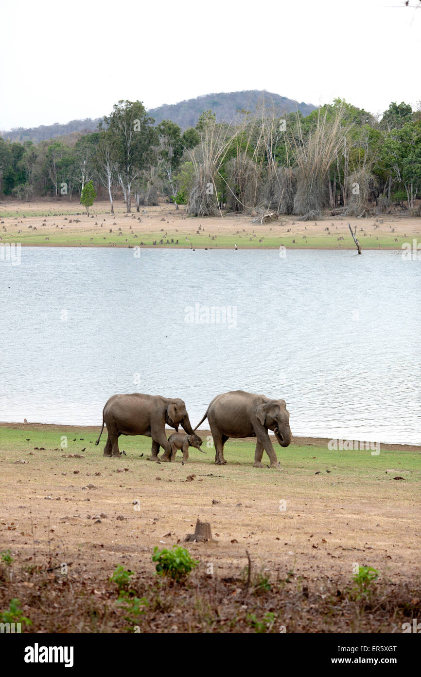 Elefanten mit Kalb, Kabini Reservoir, Nagarhole Nationalpark, Karnataka, Indien Stockfoto