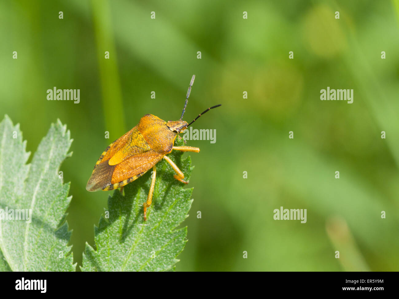 Schild-backed True Bug ist bereit für fliegen auf der Suche nach Nahrung. Stockfoto