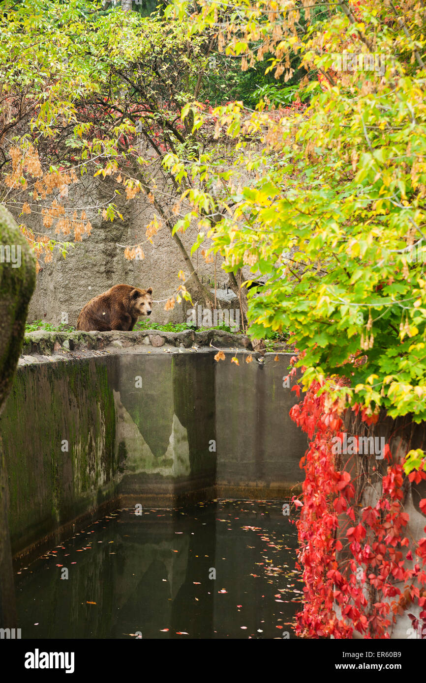 Brauner Bär blickt auf eine Betonmauer im Zoo an einem Herbsttag, Warschau, Polen, Europa Stockfoto