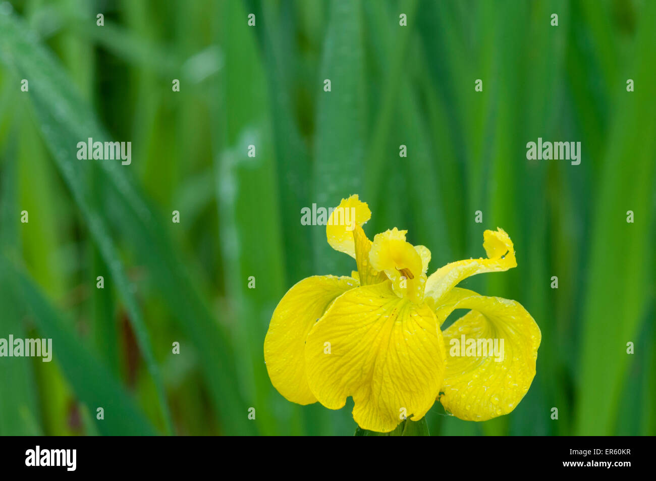 Ein Schuss von der Blume der gelbe Flagge (oder Iris) Stockfoto
