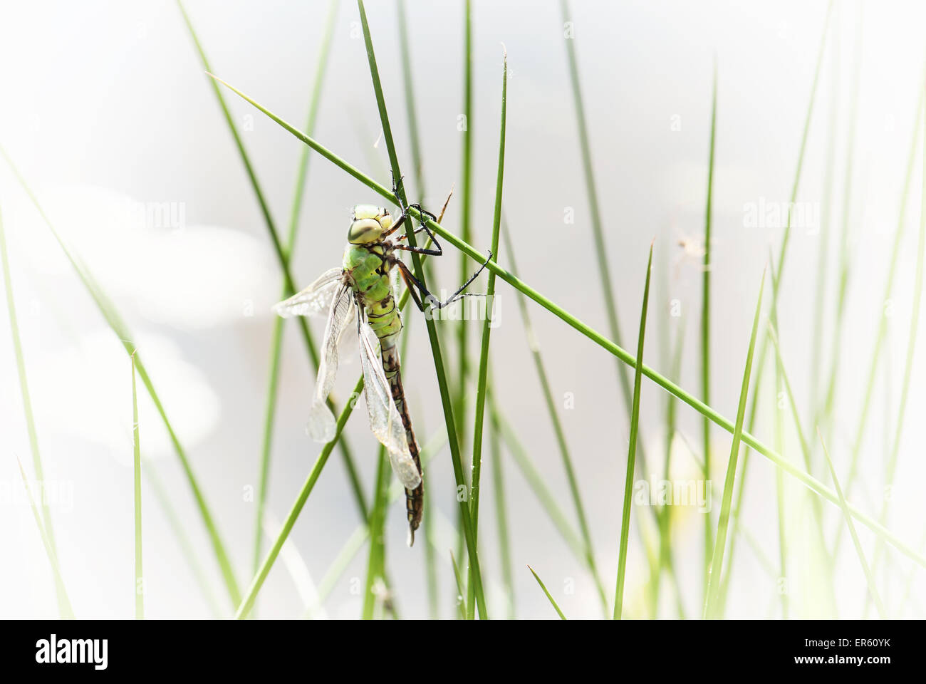 Libelle ist ein Insekt, die Ordnung Odonata, Unterordnung Anisoptera angehören. Insekt-Thema. Stockfoto