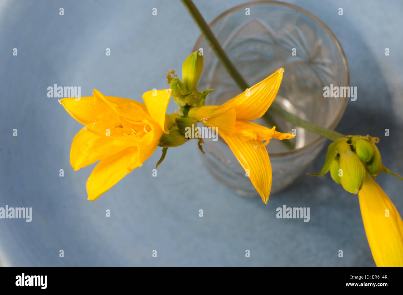 gelbe Blumen auf blauem Hintergrund Stockfoto