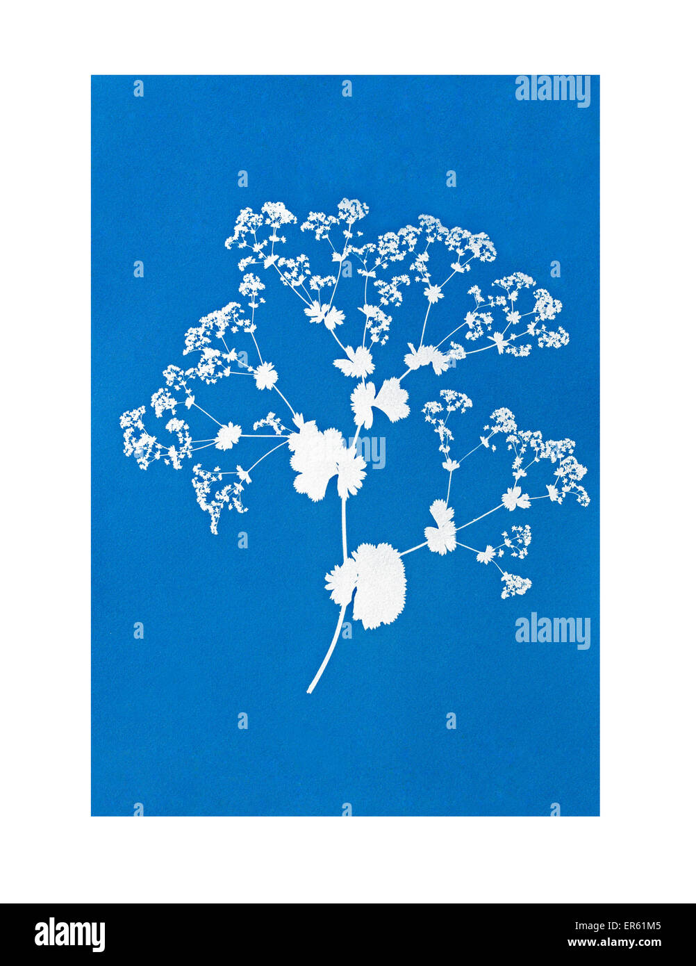 Cyanotypie blue print Ladys Mantel Alchemilla Mollis gibt weiße Negativbild auf blauem Hintergrund von Sir John Herschel erfunden Stockfoto
