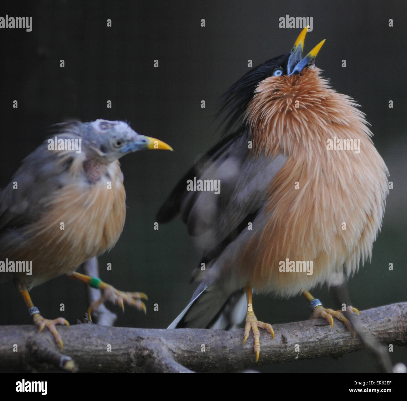 Pagode Starling oder Brahminy Starling Sturnus Pagodarum, gebürtig aus Asien. Pixc Mike Walker, Mike Walker Bilder Stockfoto