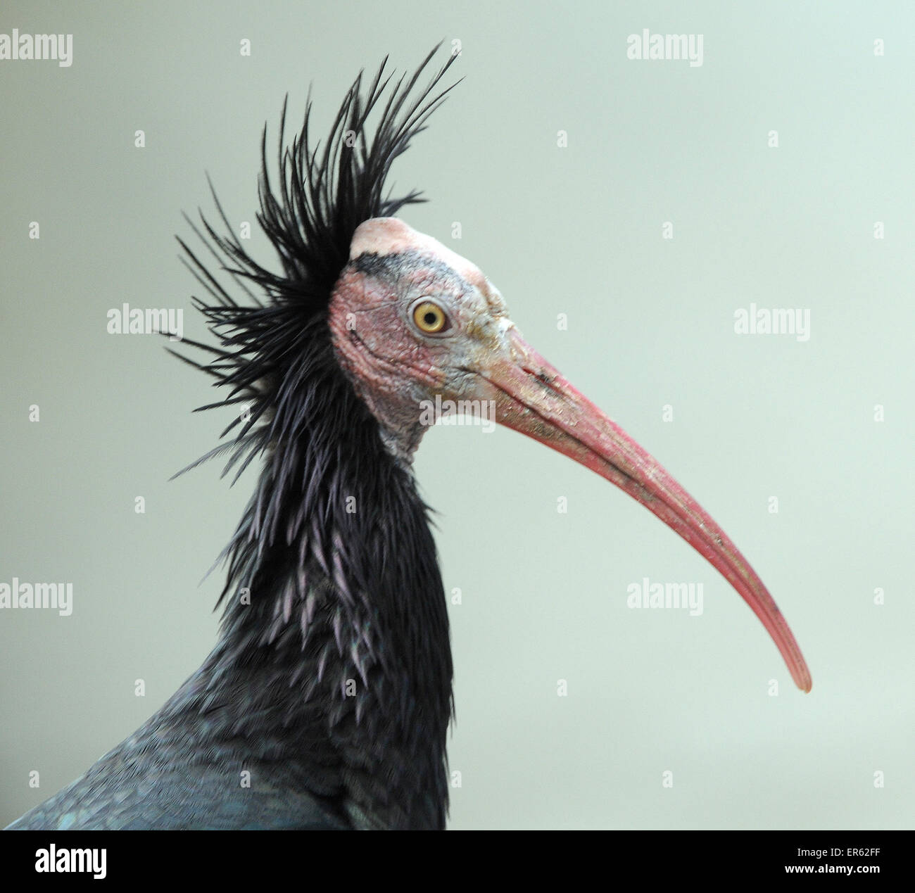 Ein Waldrapp Ibis eine vom Aussterben bedrohte Vogel aus Marokko. Auch bekannt als die nördlichen Glatze oder Einsiedler Ibis, Geronicus erimita Stockfoto