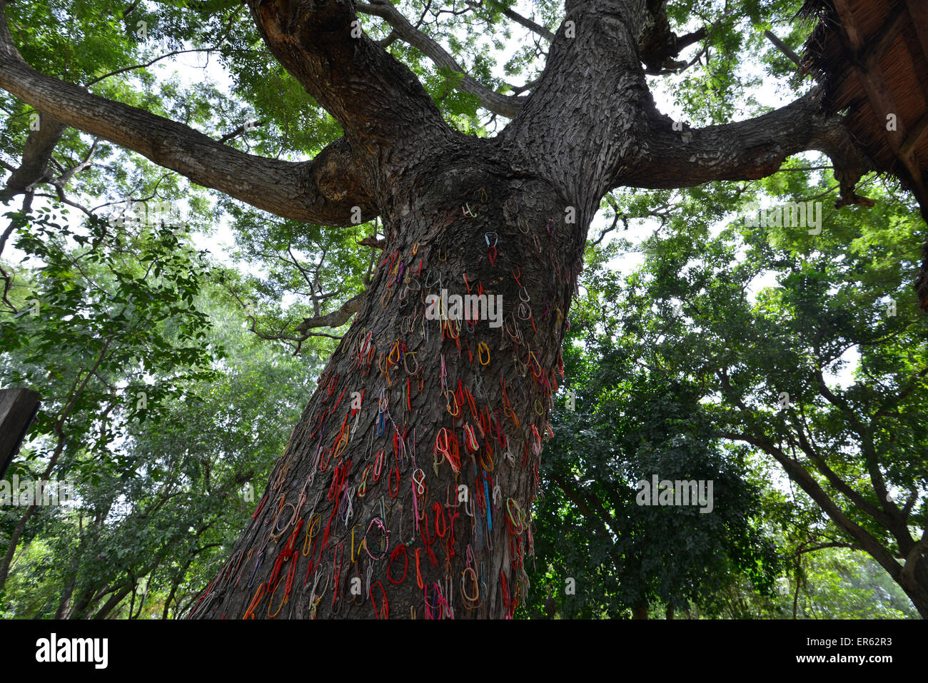 Bunte Armbänder als Warnung auf eine Tötung Baum, wo Kleinkinder der Häftlinge zu Tode geprügelt wurden, aufgehängt Stockfoto