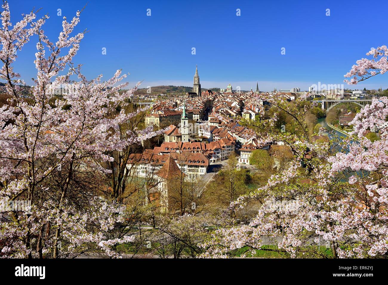 Blick auf die Berner Altstadt mit blühenden Kirschbäume Bäume, Bern, Kanton Bern, Schweiz Stockfoto