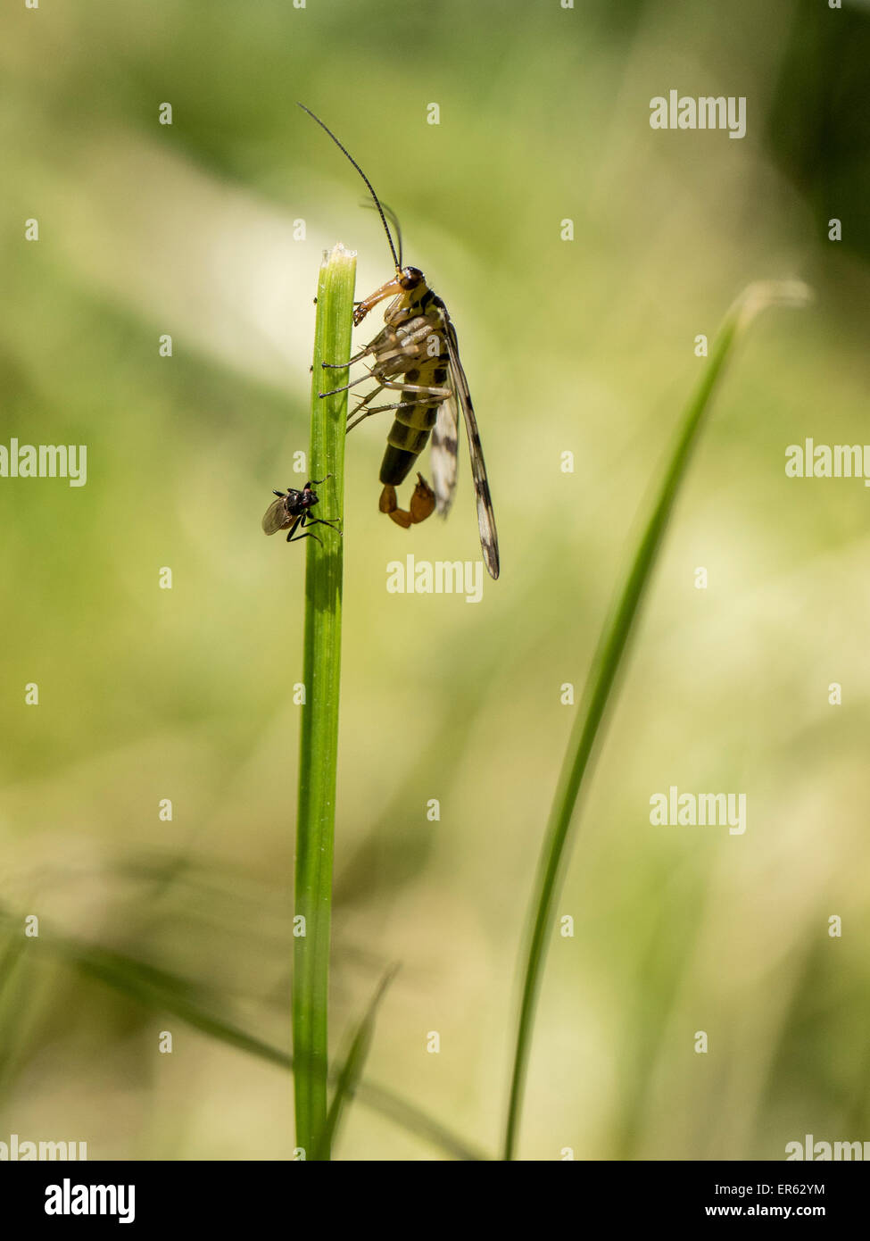 Gemeinsame Scorpionfly (Panorpa Communis), Männlich, Sachsen-Anhalt, Deutschland Stockfoto