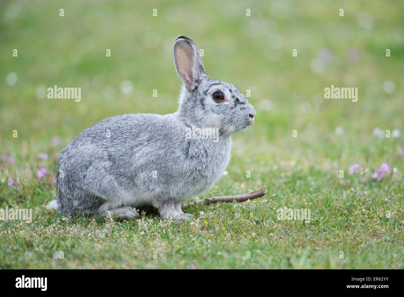 Europäischen Kaninchen (Oryctolagus Cuniculus), Emsland, Niedersachsen, Deutschland Stockfoto