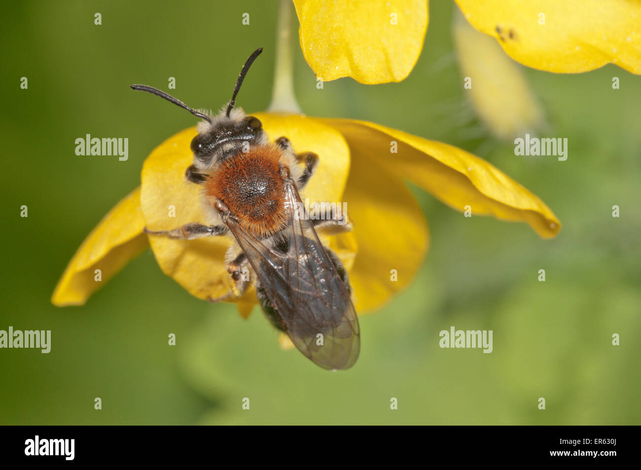 Frühe Mining Bee (Andrena Haemorrhoa) auf Blume Schöllkraut (Chelidonium Majus), Baden-Württemberg, Deutschland Stockfoto