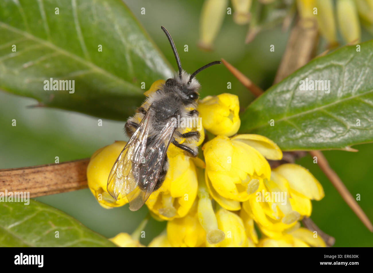 Ashy Mining Bee (Andrena Aschenpflanze) Futter für Nektar auf Berberitze (Berberis Vulgaris), Baden-Württemberg, Deutschland Stockfoto