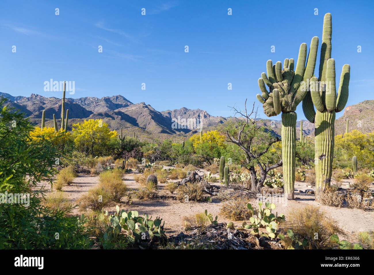 Kaktus Landschaft mit riesigen mutierten Saguaro Kakteen (Carnegiea gigantea), Berge hinter, Sonoran Wüste, Tucson, Arizona, USA Stockfoto